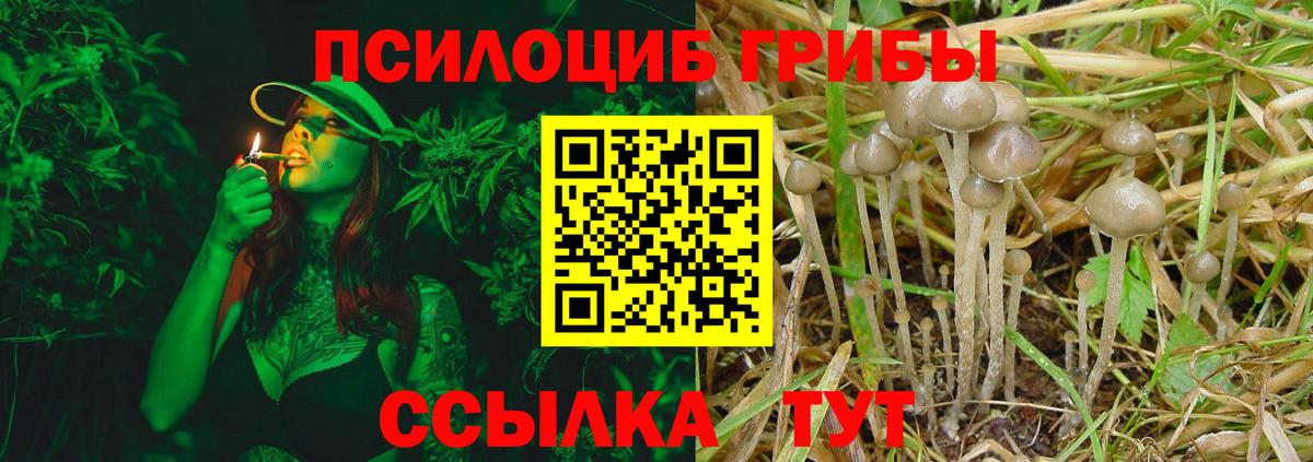 Псилоцибиновые грибы Cubensis Ахтубинск